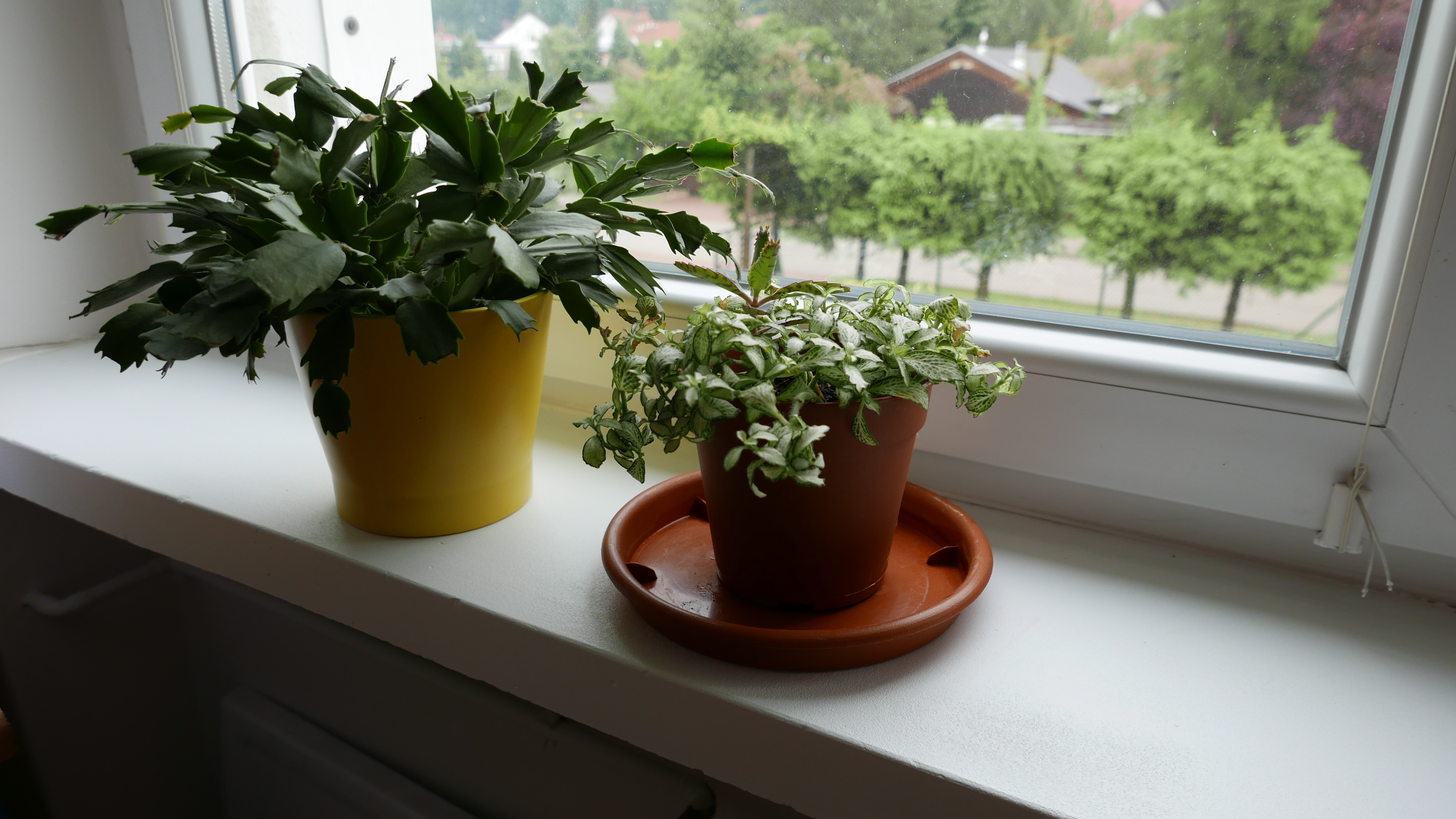 Podstawki na parapecie