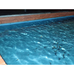 Polyurethane coating - P101 Polyurethane coating - P101